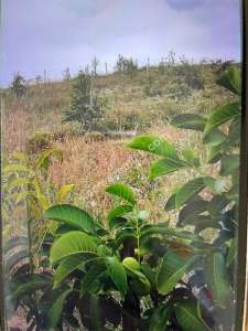 Bilecik Yenipazarda Satılık Bahçe 11