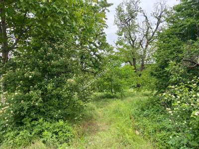 Kestel Babasultan Köy Satılık Meyve Bahçesi Arazi 2