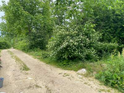 Kestel Babasultan Köy Satılık Meyve Bahçesi Arazi 5