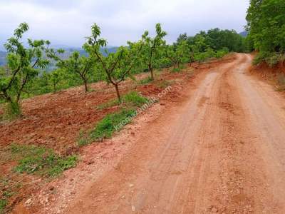 Bursa Kestel Ümitalan Köyü Satılık Şeftali Bahçesi