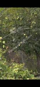 Bursa Mudanya Yalıçiftlikte Satlık Bahçe 3