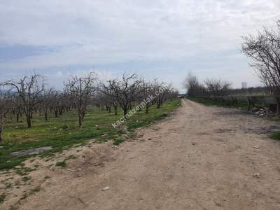 Osmangazi Demirtaş İsmetiye Mah Satılık Meyve Bahçesi 3
