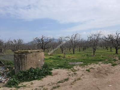 Osmangazi Demirtaş İsmetiye Mah Satılık Meyve Bahçesi 2