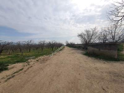 Osmangazi Demirtaş İsmetiye Mah Satılık Meyve Bahçesi 4