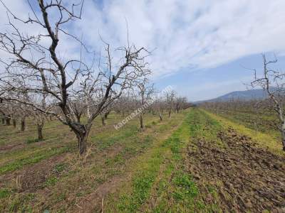 Osmangazi Demirtaş İsmetiye Mah Satılık Meyve Bahçesi 1