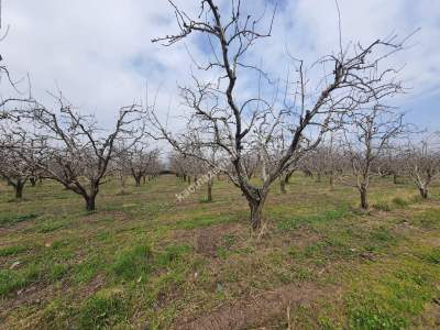 Osmangazi Demirtaş İsmetiye Mah Satılık Meyve Bahçesi 10