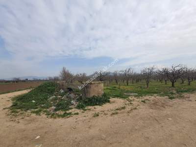 Osmangazi Demirtaş İsmetiye Mah Satılık Meyve Bahçesi 5