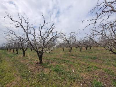 Osmangazi Demirtaş İsmetiye Mah Satılık Meyve Bahçesi 6