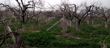 Denizli Sarayköy Merkezde İmarın Yanında Hobi Bahçesi 7
