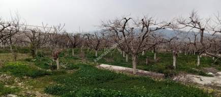 Denizli Sarayköy Merkezde İmarın Yanında Hobi Bahçesi 3
