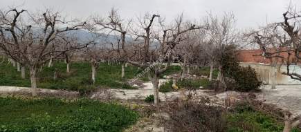 Denizli Sarayköy Merkezde İmarın Yanında Hobi Bahçesi