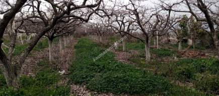 Denizli Sarayköy Merkezde İmarın Yanında Hobi Bahçesi 6