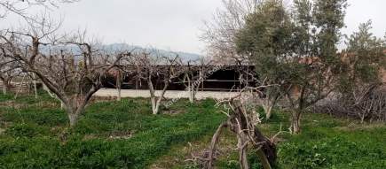 Denizli Sarayköy Merkezde İmarın Yanında Hobi Bahçesi 10