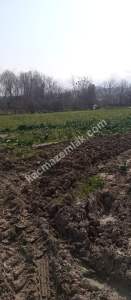 Denizli Sarayköy Duacılıda İmar Yanı Sebze Bahçesi 10