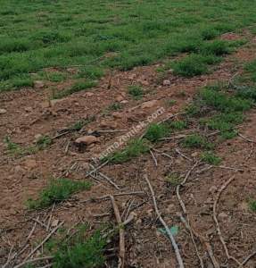 Oğuzeli Gürsu Da 1.020 M2 Çok Güzel Bahçe 9