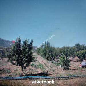 Isparta Merkez Büyükgökçeli Köyü Satılık Tarla 1