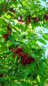 Konya Hadim Bademlide Satılık Arsa 17