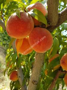 Konya Hadim Bademlide Satılık Arsa 9