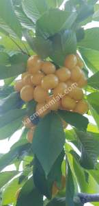 Konya Hadim Bademlide Satılık Arsa 7