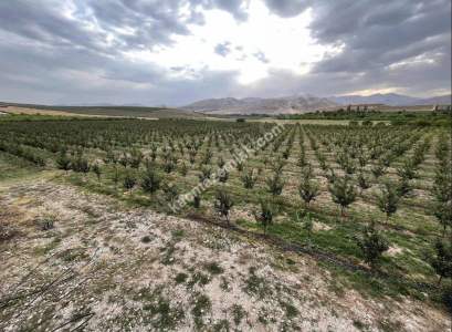 Niğde Çamardı Bademdere Satılık 76.00M2 Elma Bahçesi 3