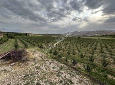 Niğde Çamardı Bademdere Satılık 76.00M2 Elma Bahçesi 4