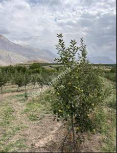 Niğde Çamardı Bademdere Satılık 76.00M2 Elma Bahçesi 5