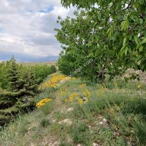 Niğde,Ulukışla,Kılan Yaylası Satılık Bahçe 12
