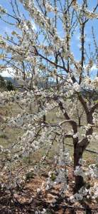 Niğde,Ulukışla,Kılan Yaylası Satılık Bahçe 6