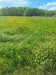 Sakarya Adapazarı Kayrancık 'Ta Satılık Yatırımlık Tar 2