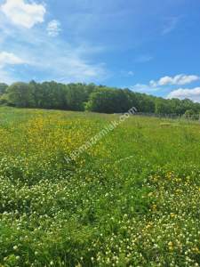 Sakarya Adapazarı Kayrancık 'Ta Satılık Yatırımlık Tar 1