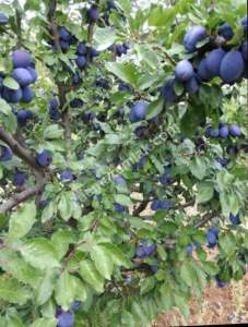 Sakarya, Geyve, Çine Köyünde Yatırımlık Satılık Bahçe 2