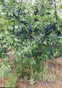 Sakarya, Geyve, Çine Köyünde Yatırımlık Satılık Bahçe 3