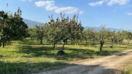 Pamukova Mekece Mah.de 3080 M2 Ayva Bahçesi Satılık. 5