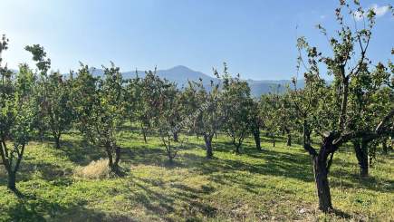 Pamukova Mekece Mah.de 3080 M2 Ayva Bahçesi Satılık. 7
