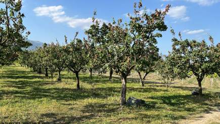 Pamukova Mekece Mah.de 3080 M2 Ayva Bahçesi Satılık. 8