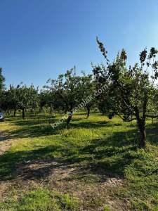 Pamukova Mekece Mah.de 3080 M2 Ayva Bahçesi Satılık. 6