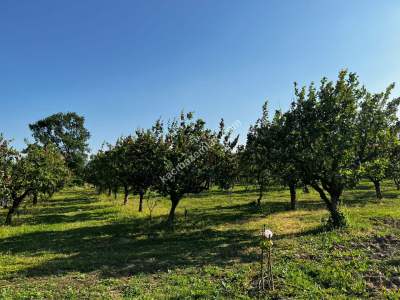 Pamukova Mekece Mah.de 3080 M2 Ayva Bahçesi Satılık. 1