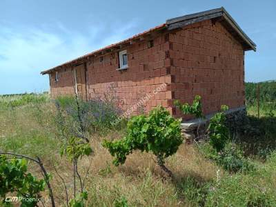 Şarköy Çengelli Mahallesi Satılık Zeytinlik Ve Üzüm Bağ 2