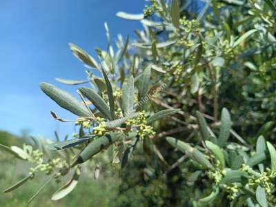 Tekirdağ Şarköy Hoşköy Mahallesi Satılık Tarla Bahçe 6