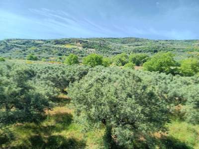 Tekirdağ Şarköy Hoşköy Mahallesi Satılık Tarla Bahçe 5