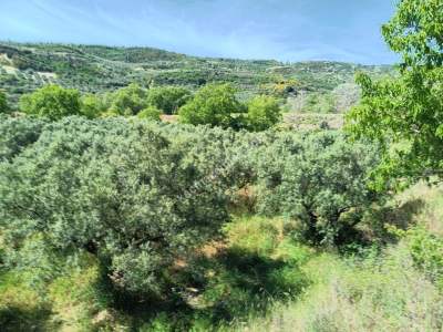 Tekirdağ Şarköy Hoşköy Mahallesi Satılık Tarla Bahçe 3