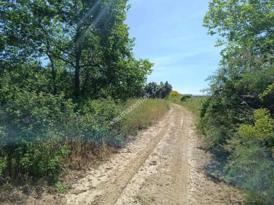 Tekirdağ Şarköy Hoşköy Mahallesi Satılık Tarla Bahçe 9
