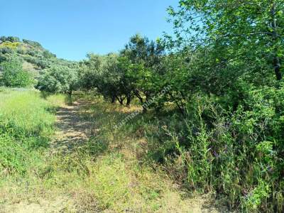 Tekirdağ Şarköy Hoşköy Mahallesi Satılık Tarla Bahçe 8