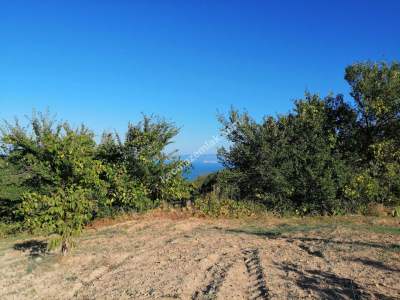 Tekirdağ Şarköy Kirazlıda Satılık Ceviz Bahçesi 7