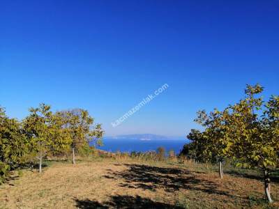 Tekirdağ Şarköy Kirazlıda Satılık Ceviz Bahçesi 10