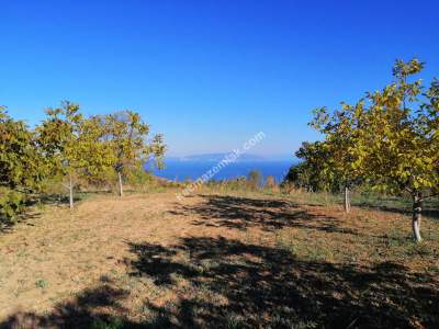 Tekirdağ Şarköy Kirazlıda Satılık Ceviz Bahçesi 9
