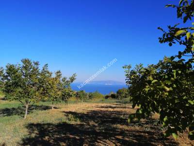 Tekirdağ Şarköy Kirazlıda Satılık Ceviz Bahçesi 11