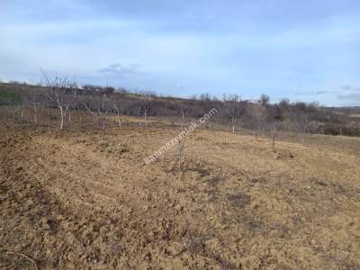 Tekirdağ Şarköy Kirazlıda Satılık Ceviz Bahçesi 4