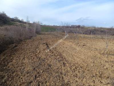 Tekirdağ Şarköy Kirazlıda Satılık Ceviz Bahçesi 3