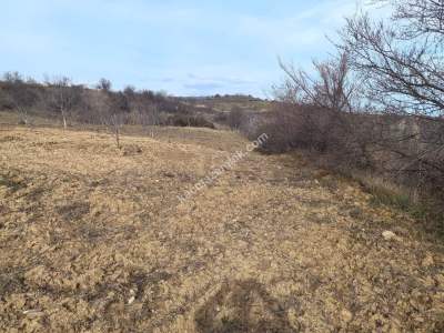 Tekirdağ Şarköy Kirazlıda Satılık Ceviz Bahçesi 2